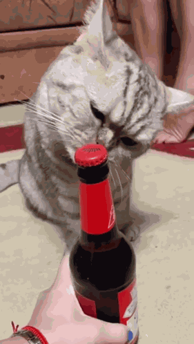 Cat Beer GIF