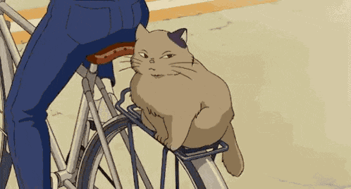 Cat Bicycle GIF