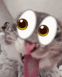 Cat Big Eyes Cat GIF