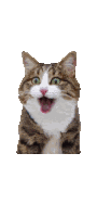 Cat Billi Sticker
