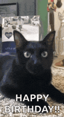 Cat Birthday GIF