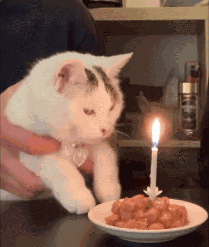 Cat Birthday GIF