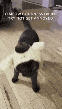 Cat Black Cat GIF