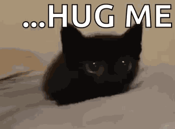 Cat Black Cat GIF