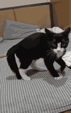 Cat Black GIF