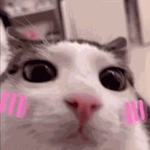 Cat Blush GIF