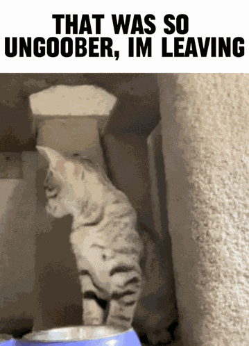 Cat Bowl GIF