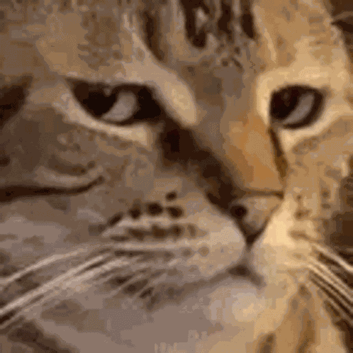 Cat Bruh Twitch GIF