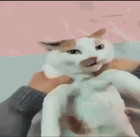 Cat Burrito GIF