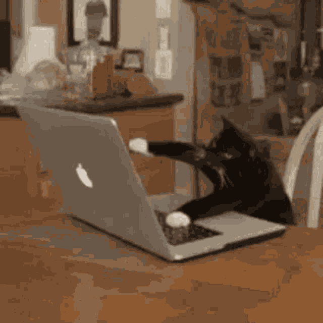 Cat Busy GIF
