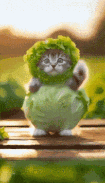 Cat Cabbage Ai Dancing Lettuce Dance GIF