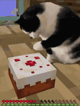 Cat Cake GIF