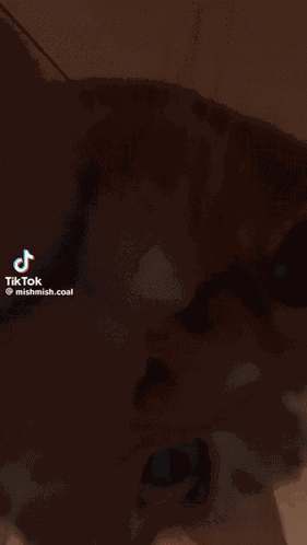 Cat Camera Flip GIF