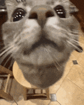 Cat Car GIF