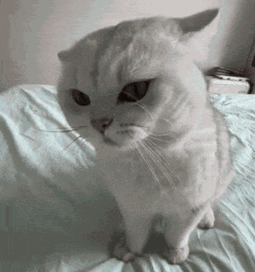 Cat Cat Bonk GIF
