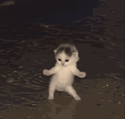 Cat Cat Dance GIF