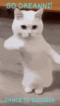 Cat Cat Dance GIF