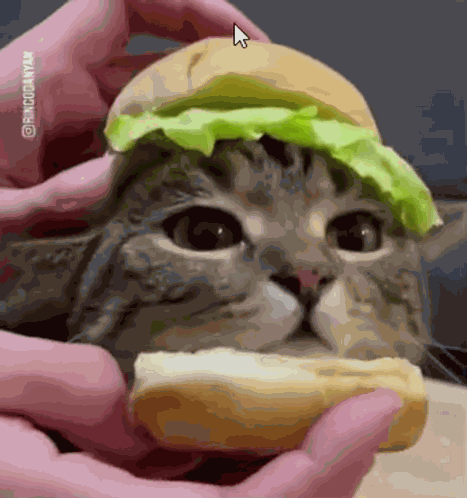Cat Cat Hamburger Bread Lettuce GIF