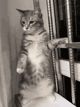 Cat Cat Love GIF