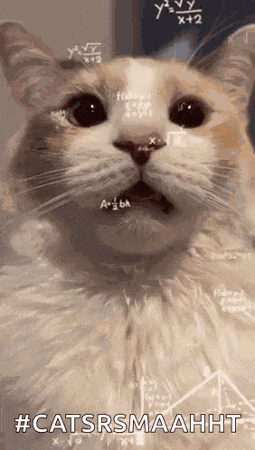 Cat Cat Math GIF