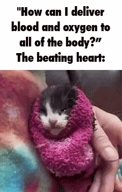 Cat Cat Meme GIF