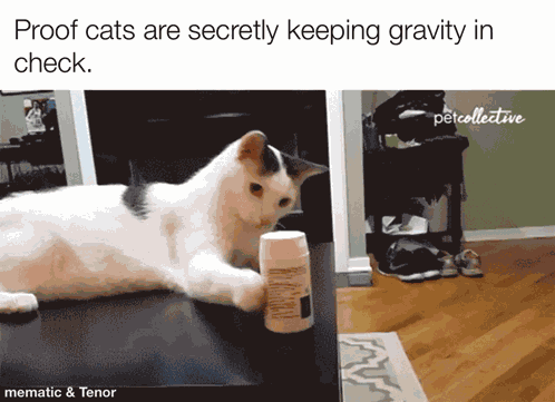 Cat Cat Meme GIF