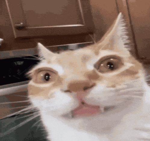 Cat Cat Meme GIF