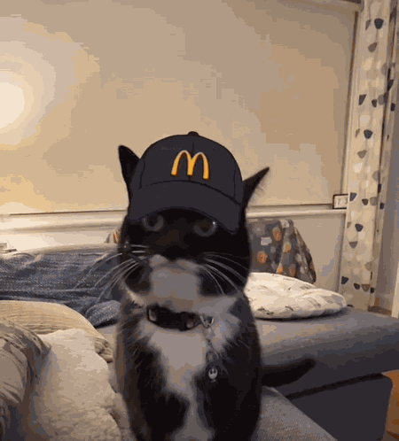 Cat Cat Meme GIF