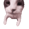 Cat Cat Meme Sticker