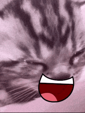 Cat Cat Meme GIF