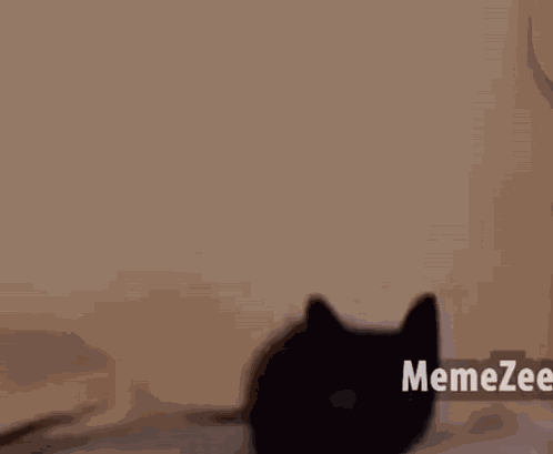 Cat Cat Meme GIF