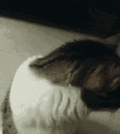 Cat Cat Meme GIF