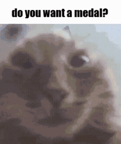 Cat Cat Meme GIF