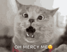 Cat Cat Memes GIF