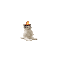 Cat Cat On Fire Sticker