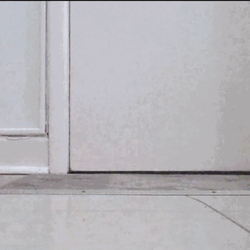 Cat Cat Scared GIF