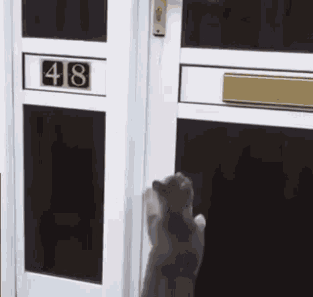 Cat Cat Smart GIF