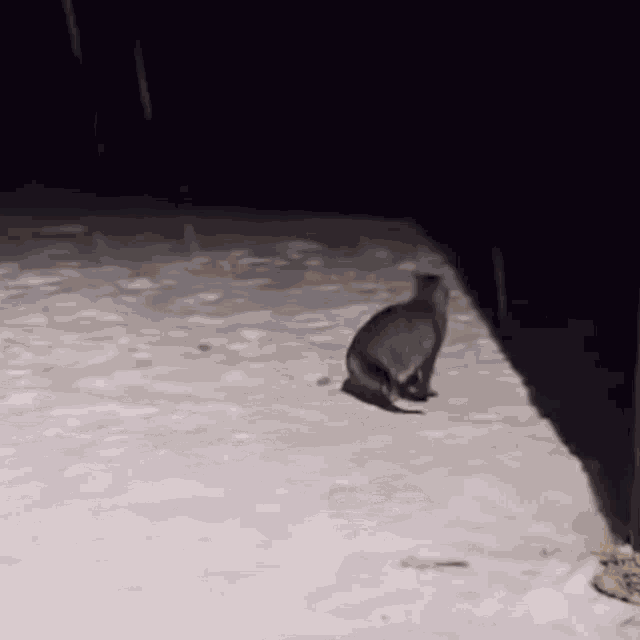 Cat Cat Snow GIF