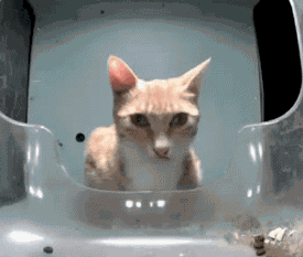 Cat Cat Stare GIF
