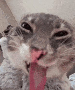 Cat Cat With Tongue GIF