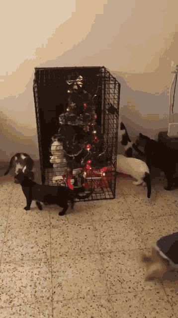 Cat Cats GIF