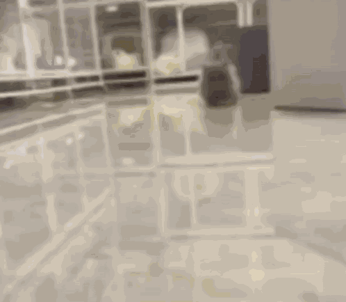Cat Cats GIF