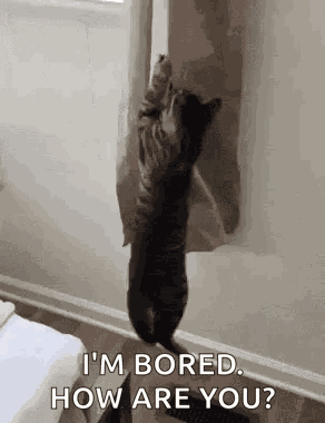 Cat Cats GIF