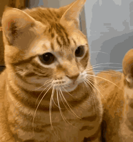 Cat Cats GIF
