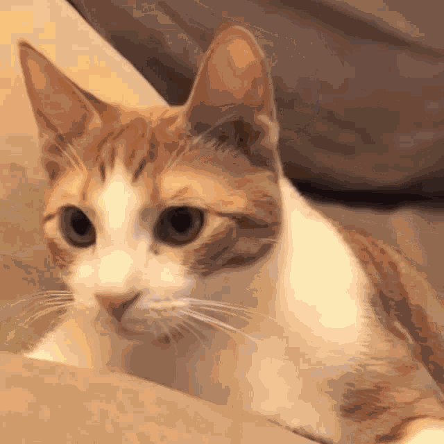 Cat Cats GIF