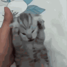 Cat Cats GIF