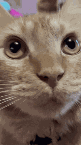 Cat Cats GIF