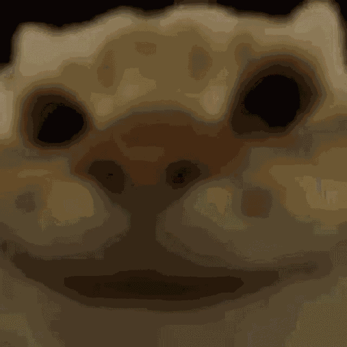 Cat Catyep GIF