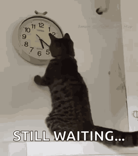 Cat Changing The Clock Changing The Time GIF