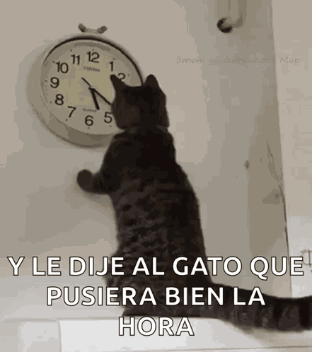 Cat Changing The Clock Changing The Time GIF